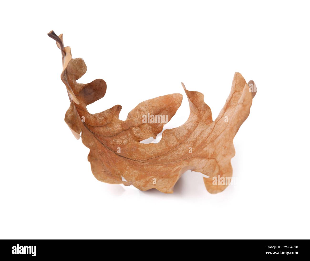 Autumn season. One dry oak leaf isolated on white Stock Photo - Alamy