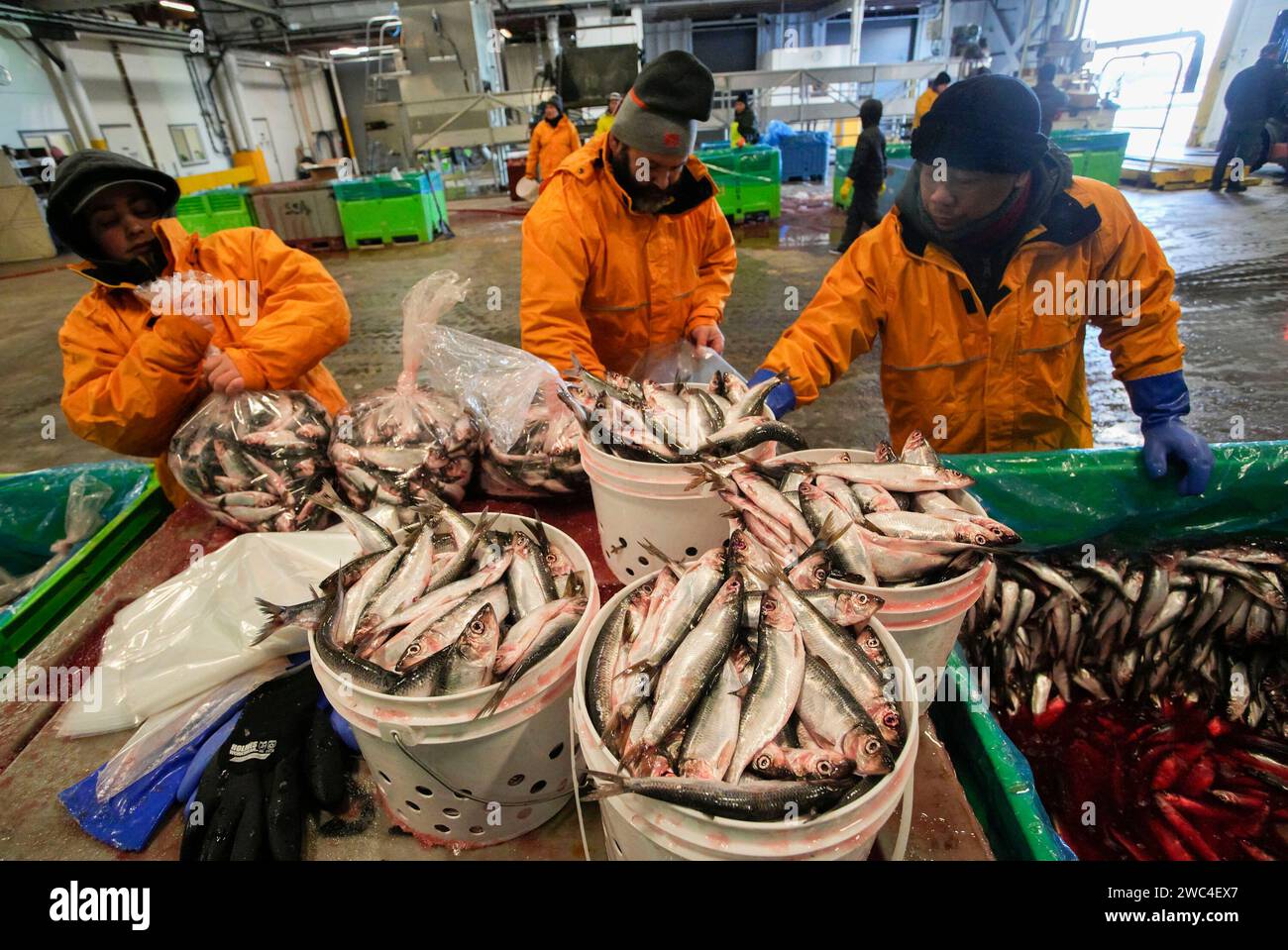 Richmond, Canada. 13th Jan, 2024. Fishermen package herring fish during