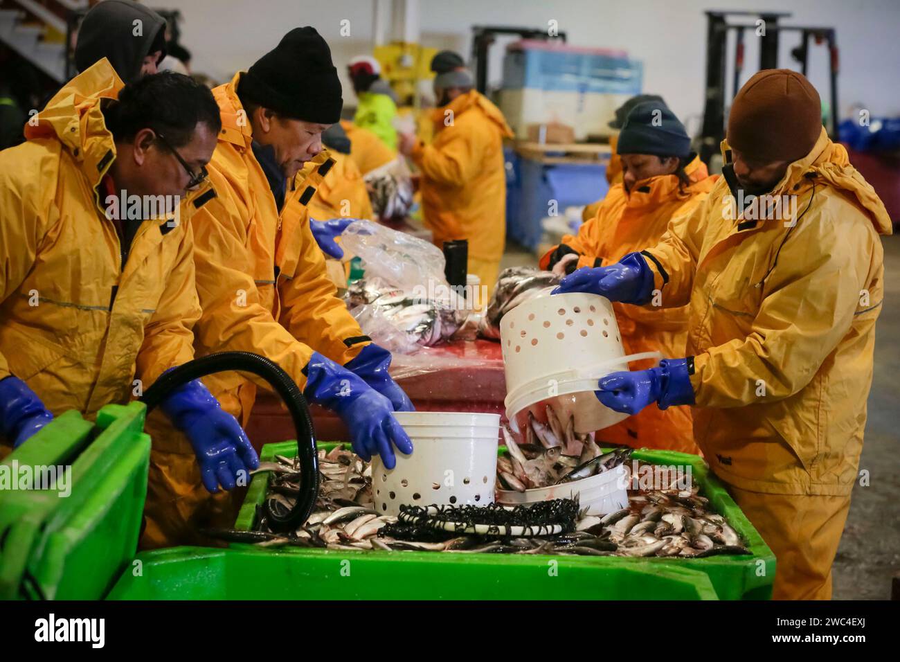 Richmond, Canada. 13th Jan, 2024. Fishermen prepare herring fish during