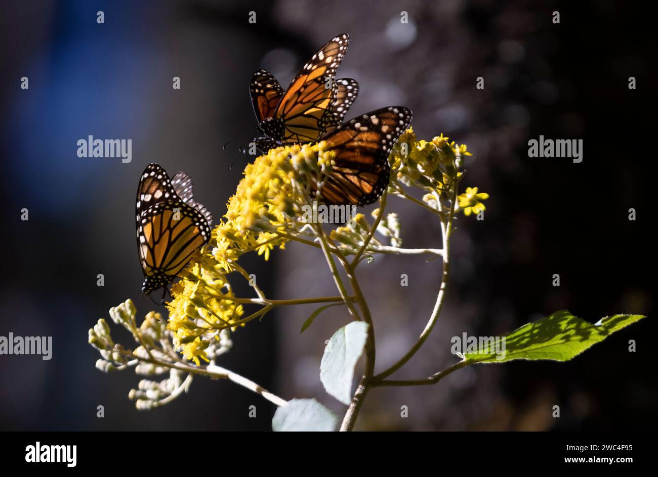 Beijing, China. 12th Jan, 2024. This photo taken on Jan. 12, 2024 shows monarch butterflies in a monarch butterfly sanctuary in Temascaltepec, Mexico. Credit: Li Mengxin/Xinhua/Alamy Live News Stock Photo