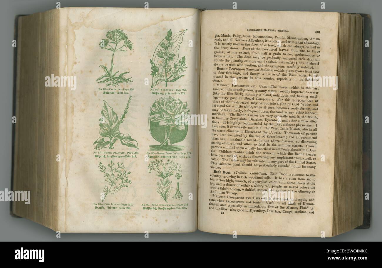 Old book, plants and vintage herbs in literature for medical study, biology or ancient pages against studio background. Historical novel, botanical Stock Photo