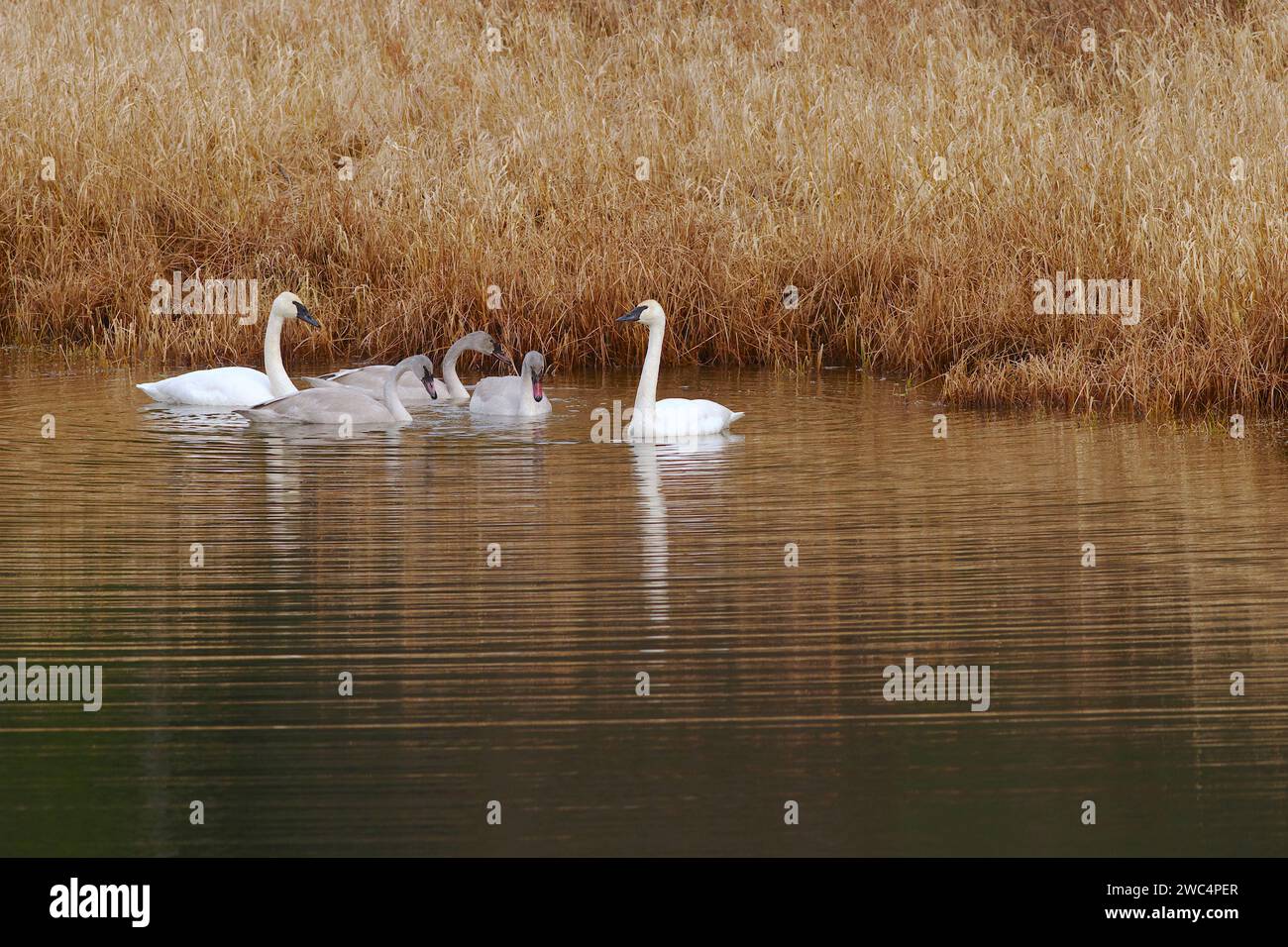 Trumpeter Swans (Cygnus buccinator) a family consisting of a cob (male) a pen (female) and three cygnets - in a river with dried grass in the back. Stock Photo