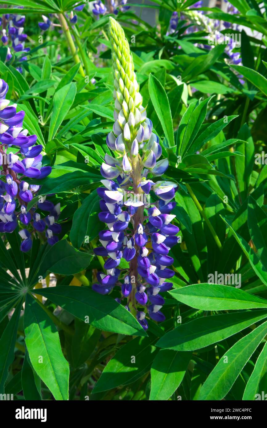 Purple Lupine or Bluebonnet (Lupinus) - purple and white herbaceaous perennial plant in the pea family (Fabaceae) - booming in springtime. Stock Photo
