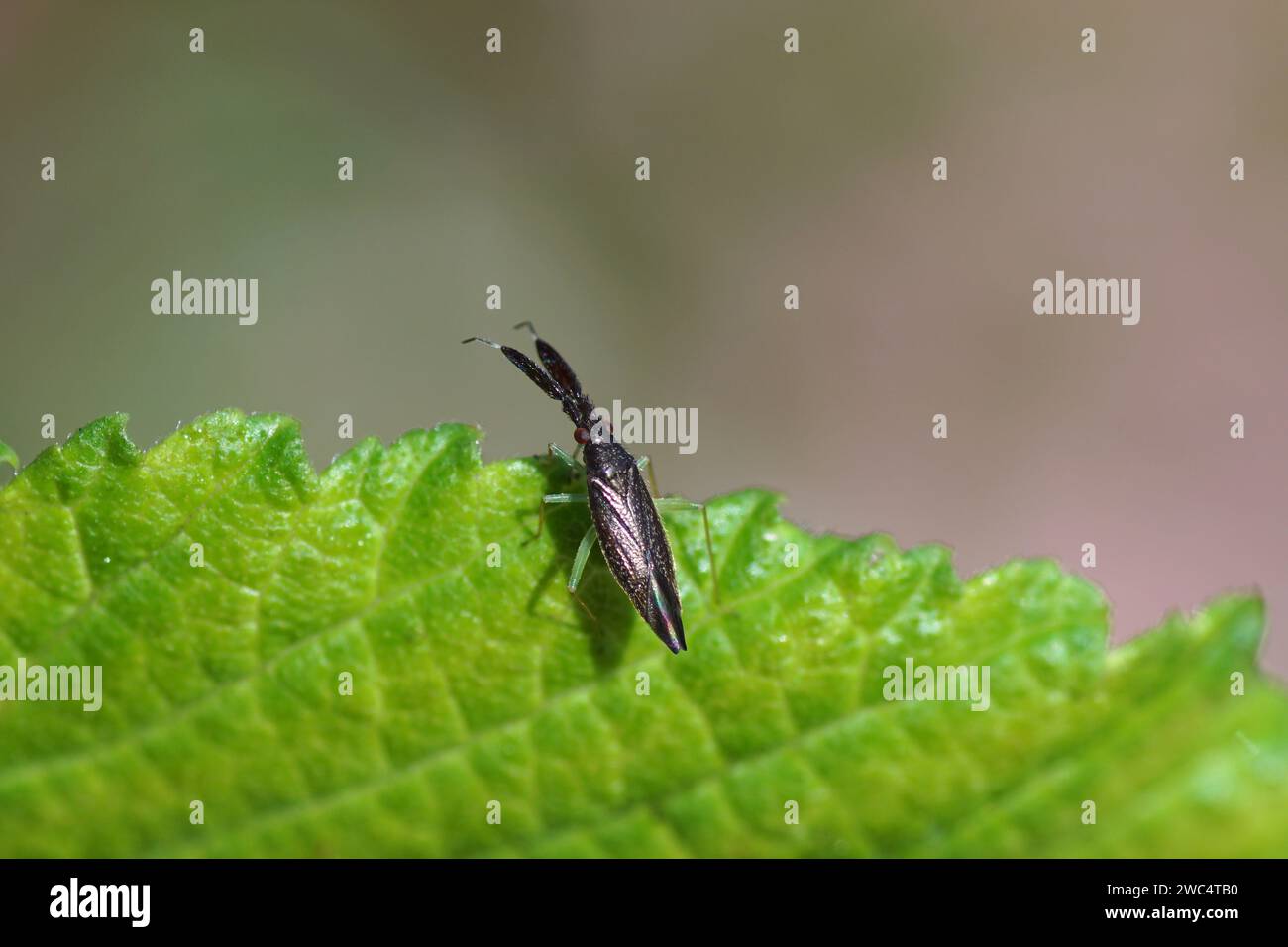 Closeup slim small dark plant bug Heterotoma planicornis syn ...