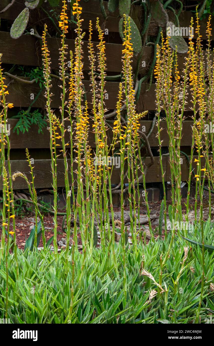 Sydney Australia, clump of orange flowering dyckia brevifolia in garden Stock Photo
