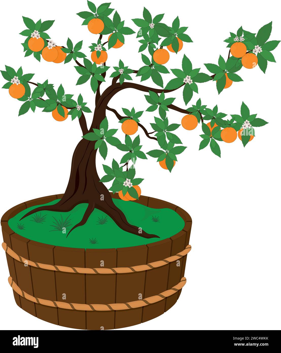 Orange tree with fruits and flowers in wooden vat vector illustration
