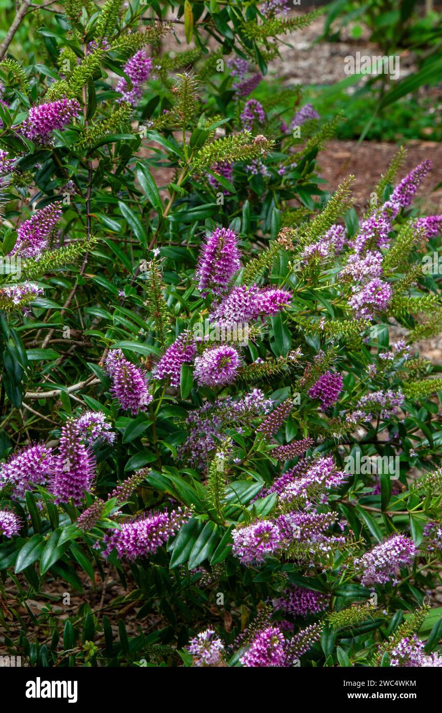 Sydney Australia, flowering hebe bush native to New Zealand Stock Photo