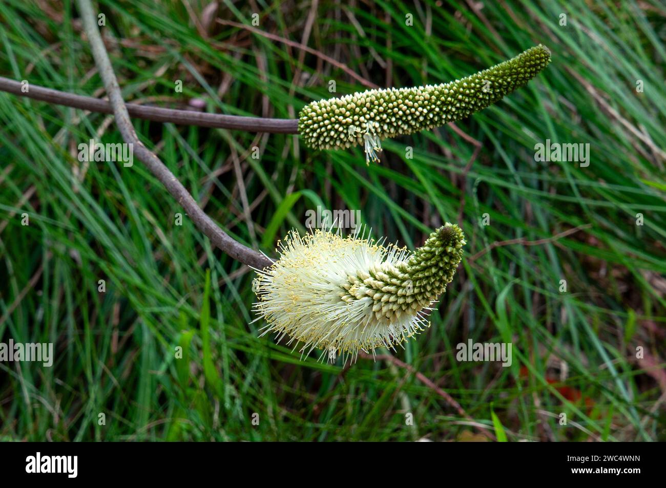 Sydney Australia, flowering native xanthorrhoea macronema or