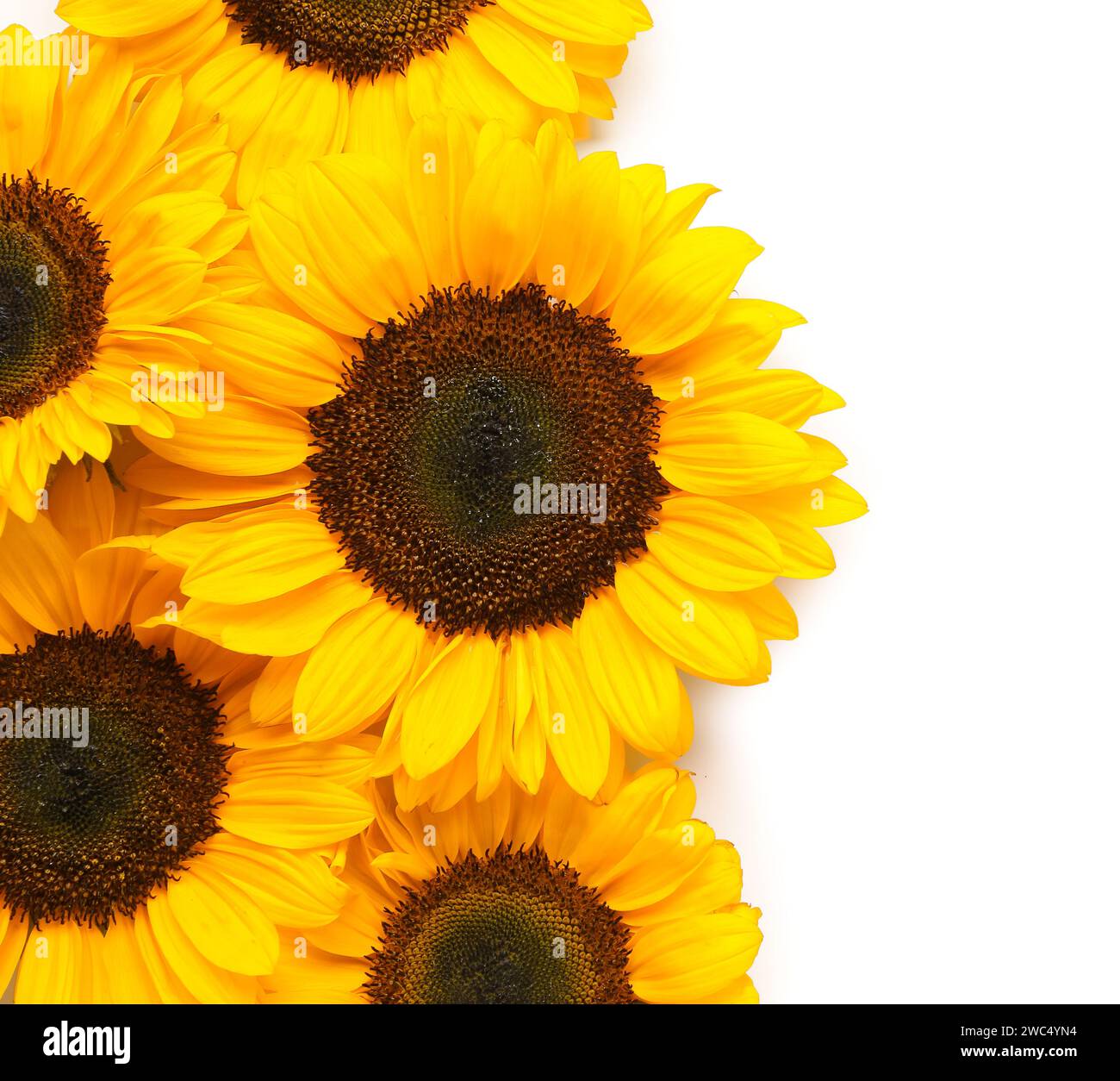 Beautiful sunflowers on white background Stock Photo - Alamy