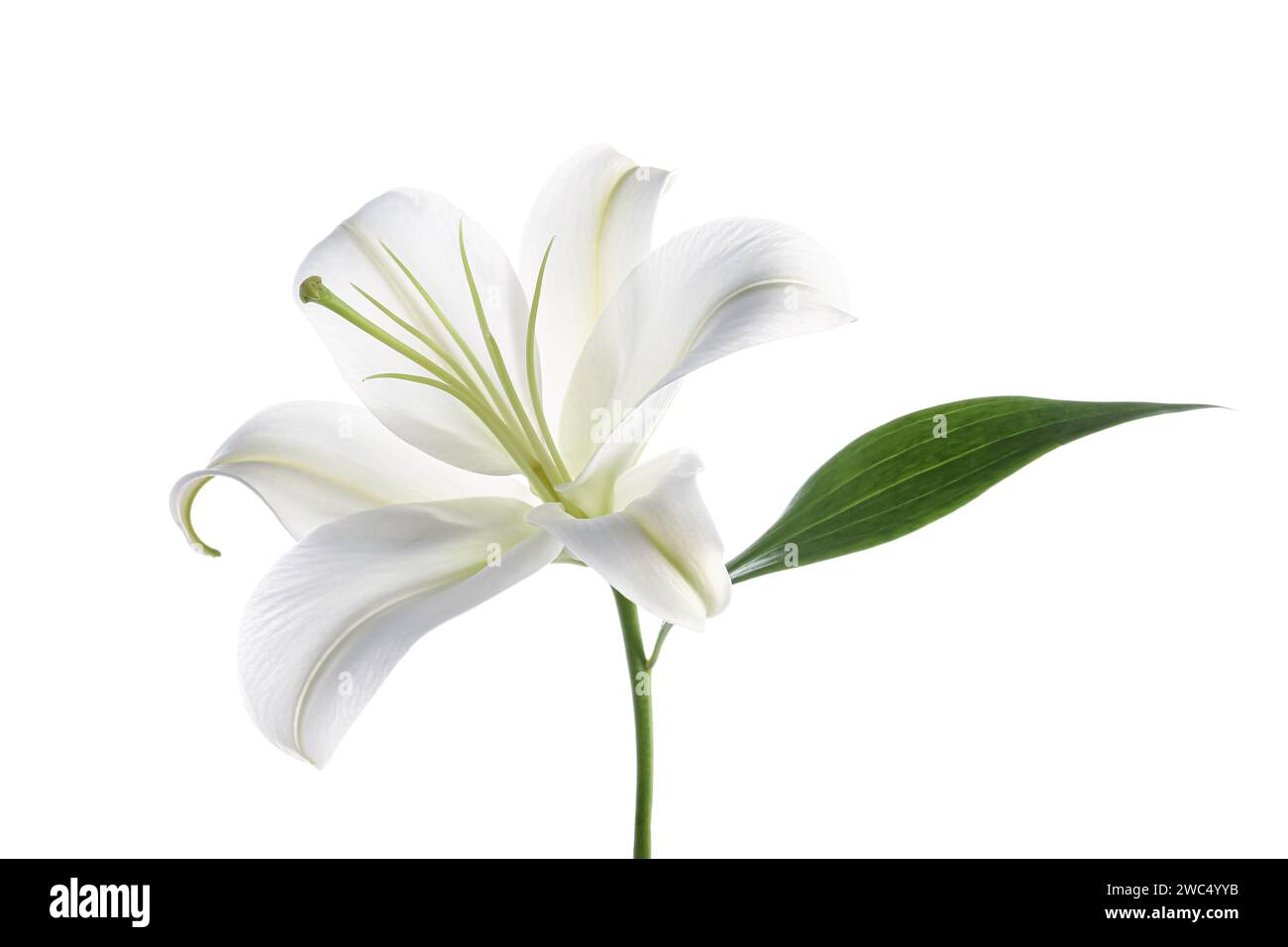 Beautiful lily flower on white background Stock Photo - Alamy