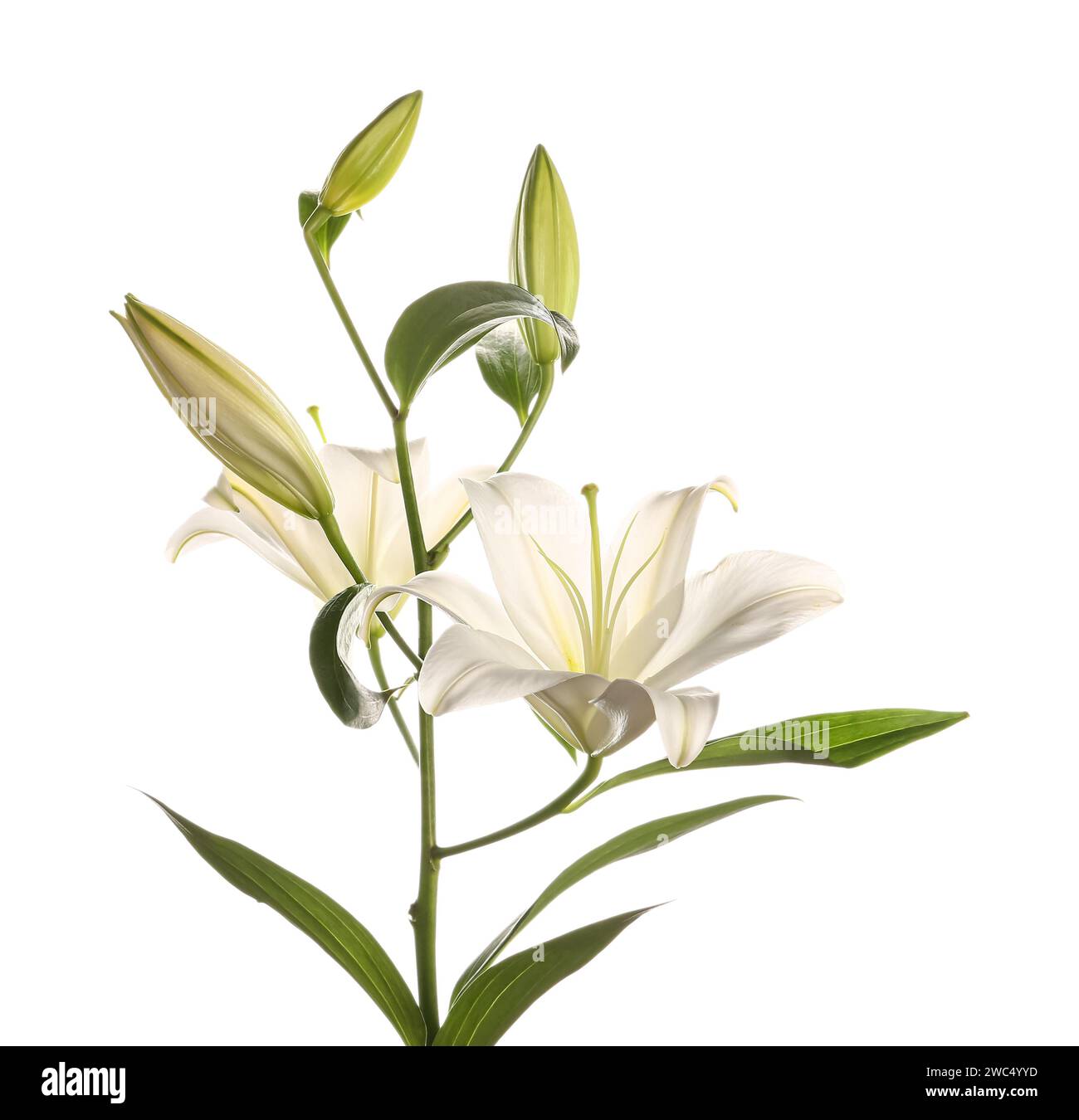 Beautiful lily flower on white background Stock Photo - Alamy