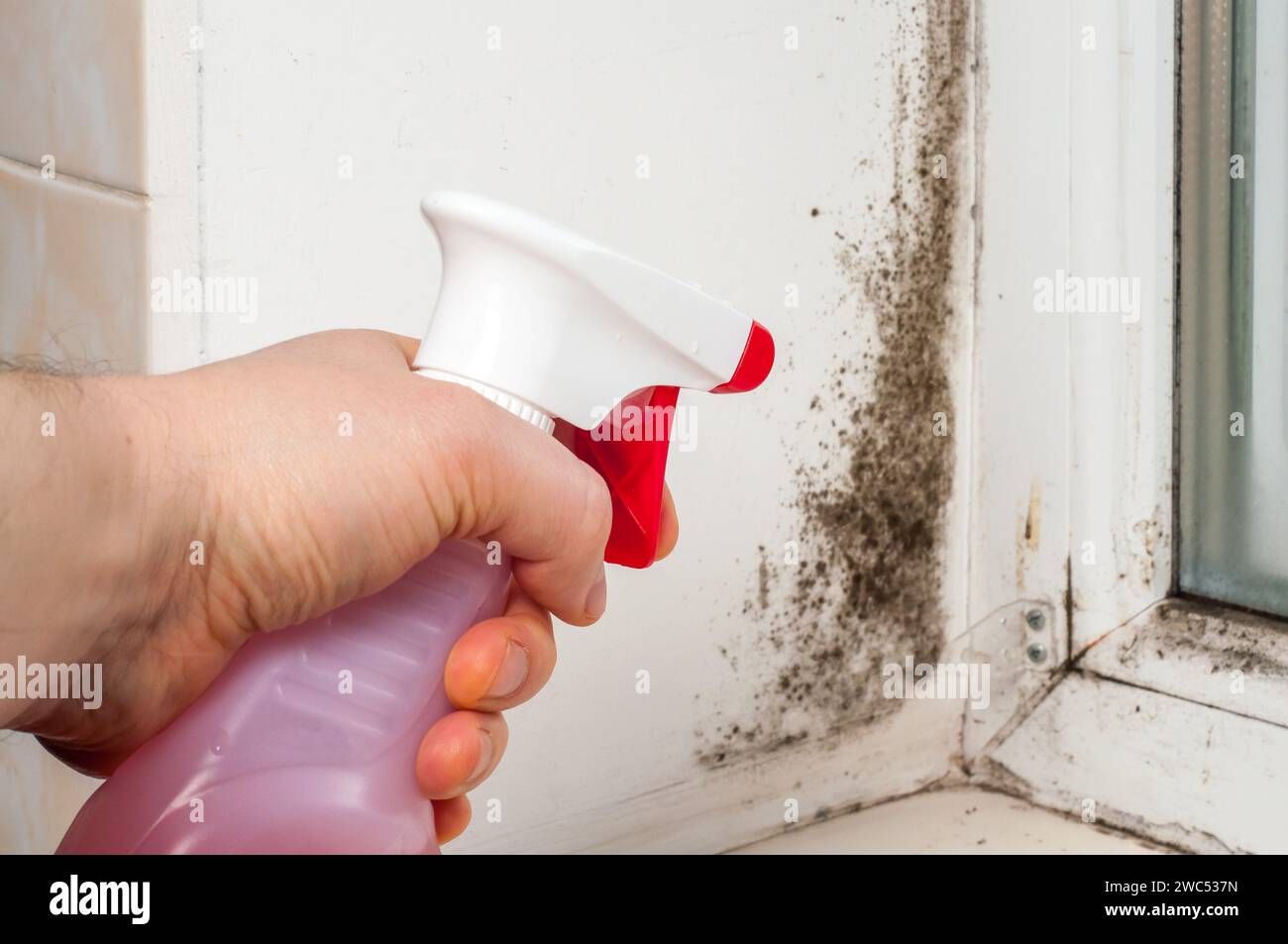 Window freezing problem, black mold on wall, fighting fungus at home. Stock Photo