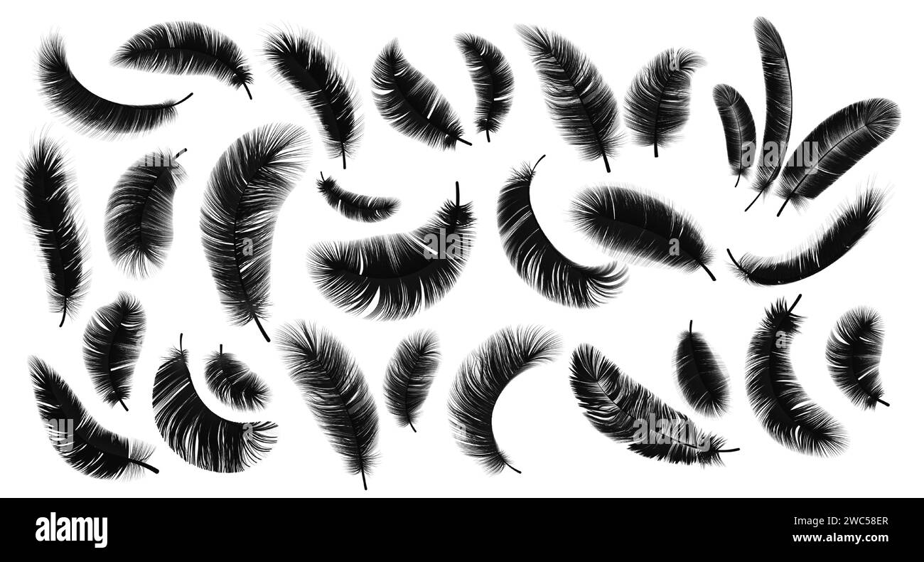 Black feathers. Realistic bird weightless plume in different angles set