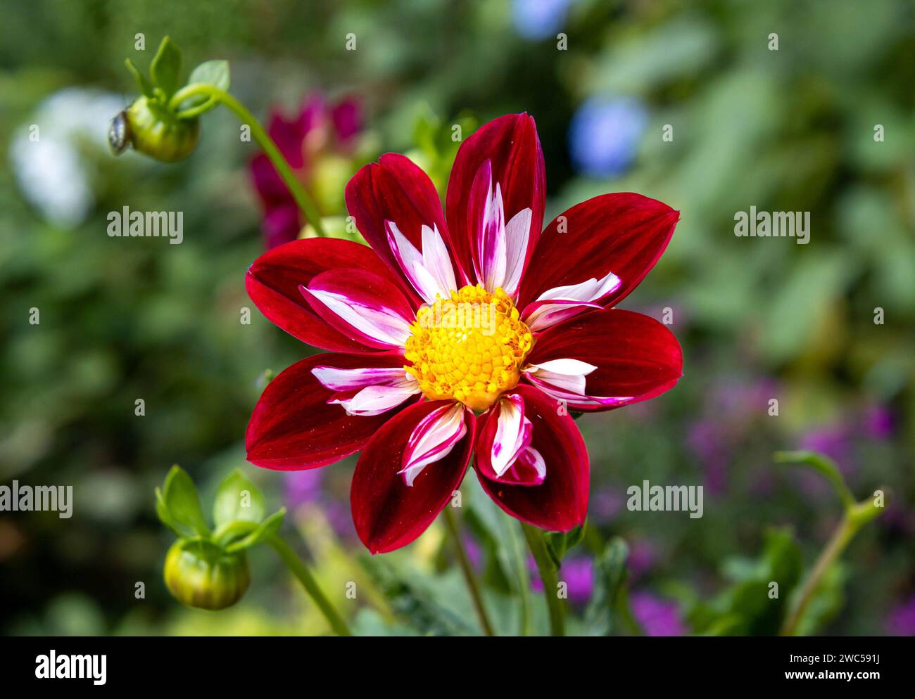 Red-white Collarette Dahlia Night butterfly blooming in autumn Stock Photo