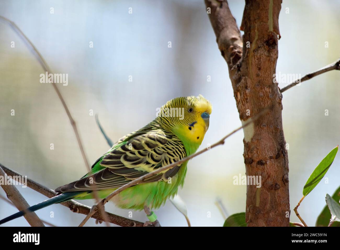 The budgerigar’s plumage is bright yellow and green, with a blue cheek and black scalloping on its wing feathers. Its tail is slender and dark blue. Stock Photo