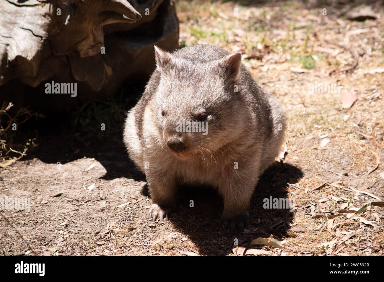 The Common Wombat has a large nose which is shiny black, much like that of a dog. The ears are relatively small, triangular, and slightly rounded Stock Photo