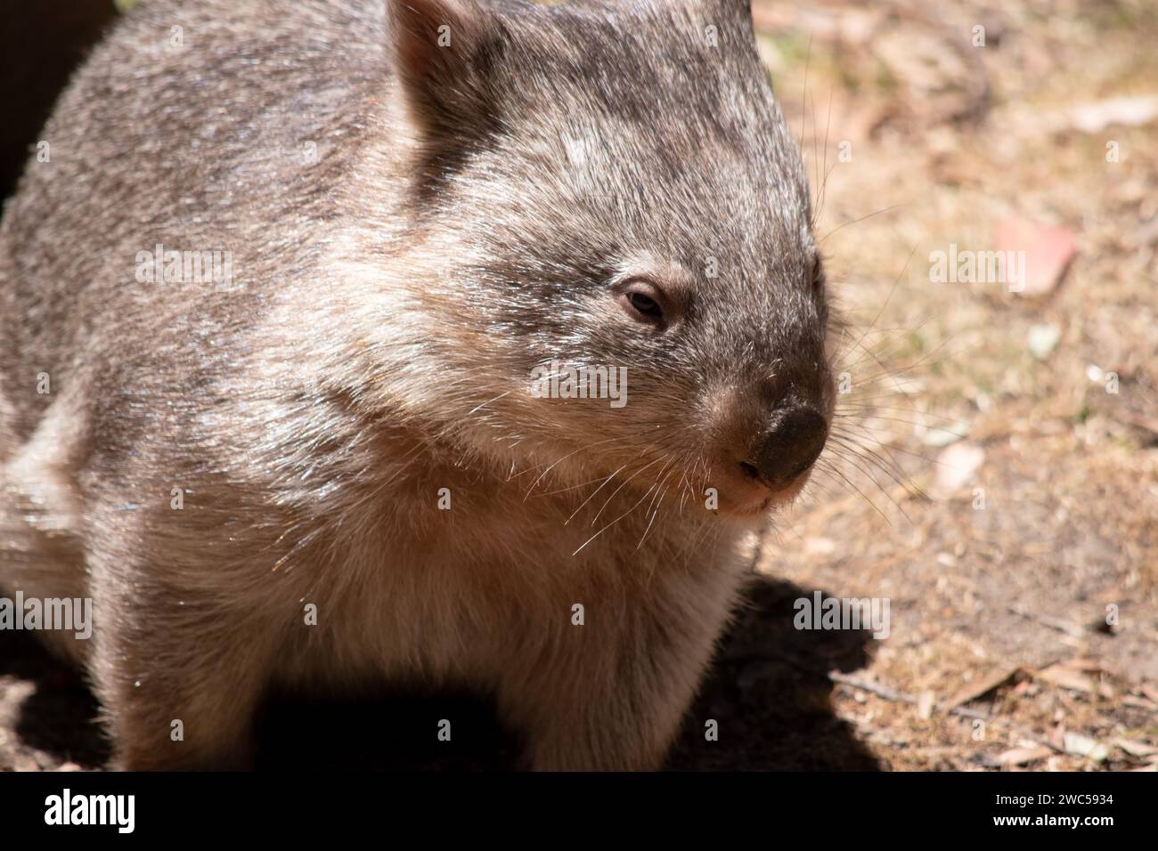 The Common Wombat has a large nose which is shiny black, much like that of a dog. The ears are relatively small, triangular, and slightly rounded Stock Photo