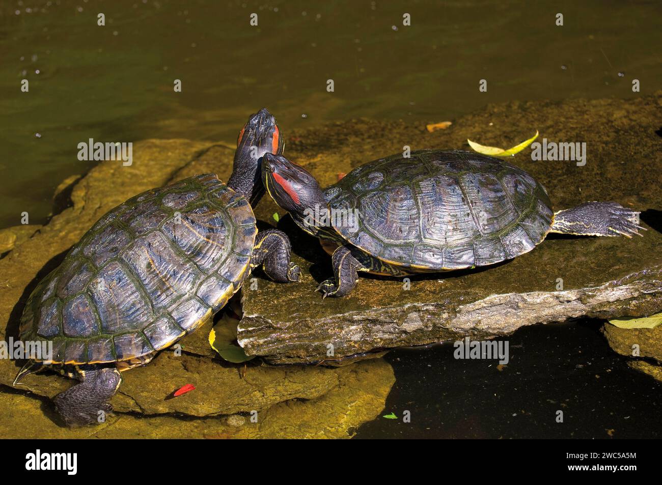 red-eared slider or  red-eared terrapin - Trachemys Scripta Elegans- Stock Photo