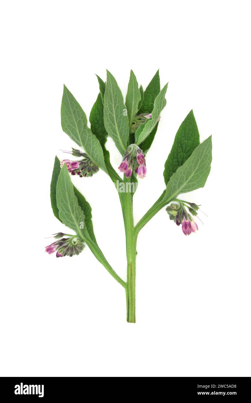 Comfrey herb plant with flowers used in alternative herbal medicine and food decoration. Is anti inflammatory heals, various skin conditions and medic Stock Photo