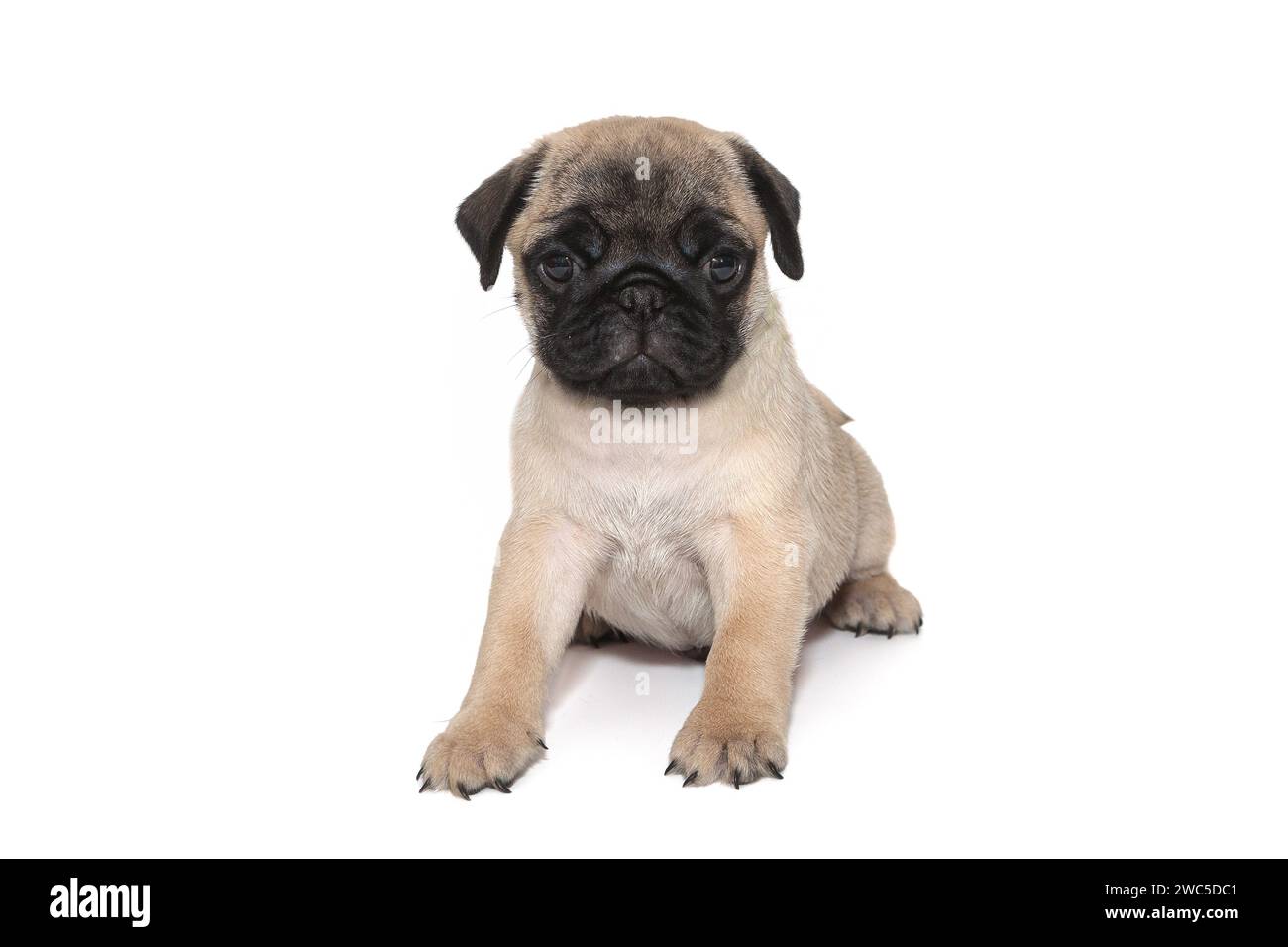 Brown pug puppy Cut Out Stock Images Pictures Page 2 Alamy