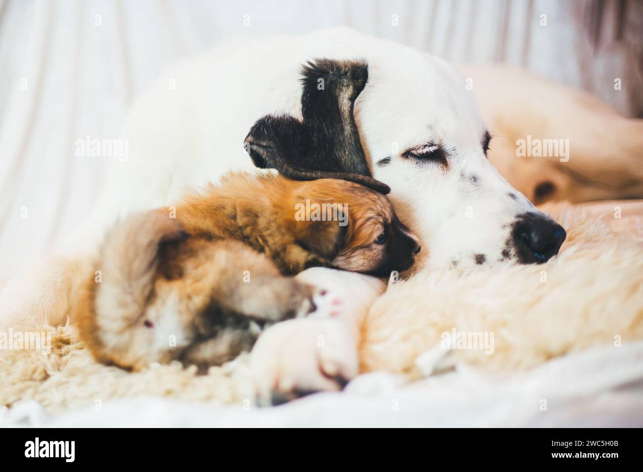 Central Asian Shepherd Dog puppy and Icelandic Dog puppy cuddling Stock Photo