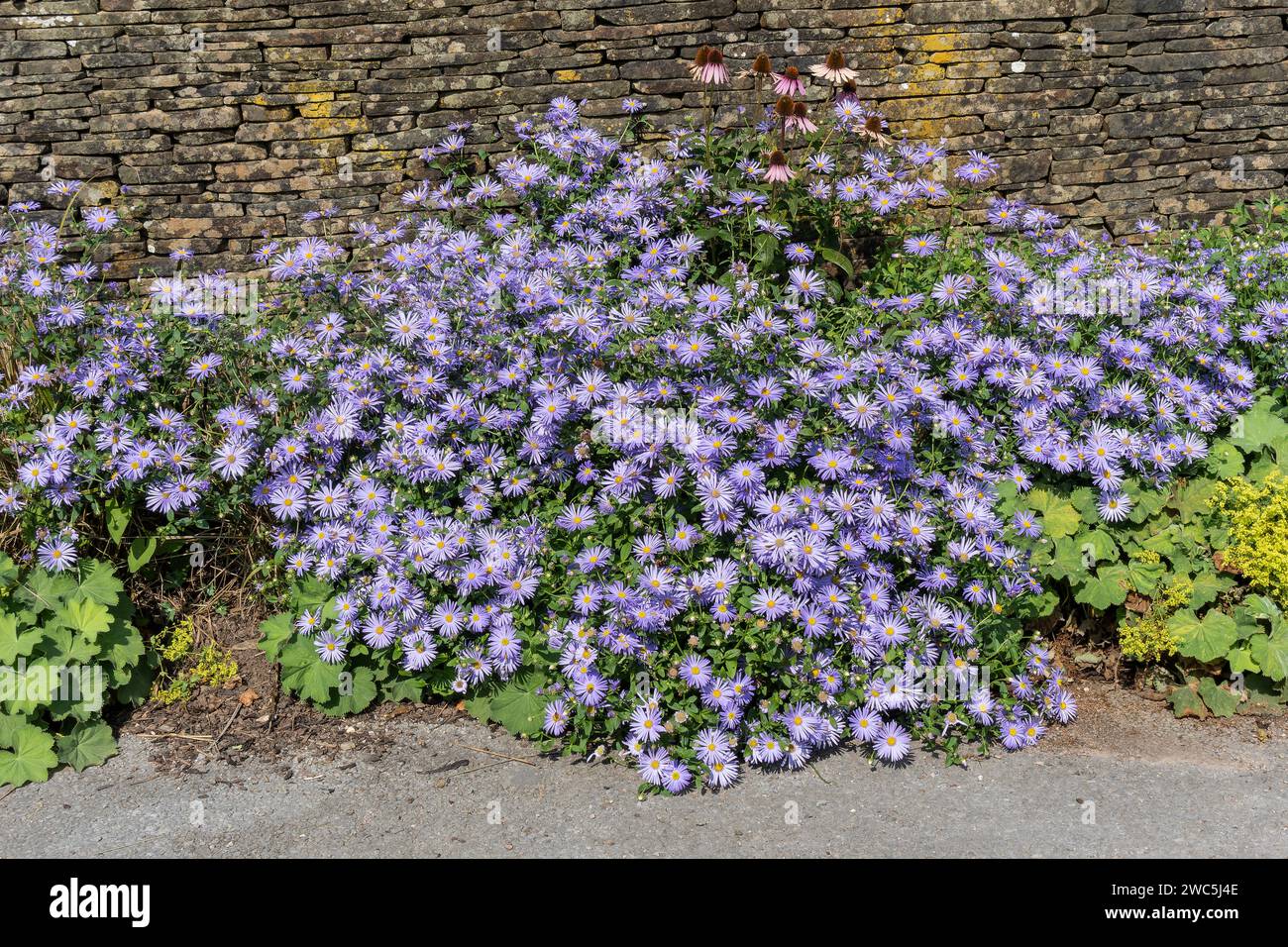 Aster x frikartii 'Monch' a lavender blue herbaceous perennial summer autumn flower plant commonly known as Michaelmas daisy, stock photo image Stock Photo
