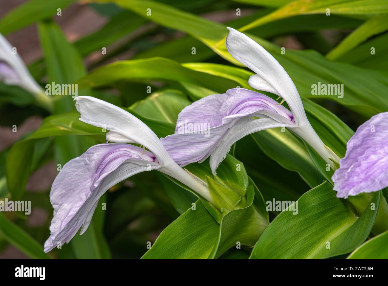 Roscoea purpurea a summer autumn fall flowering plant with a purple summertime flower commonly known as Bhordaya, stock photo image Stock Photo