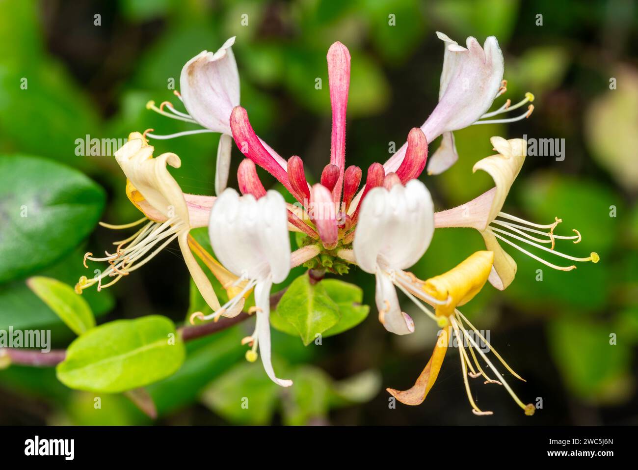 Lonicera periclymenum graham thomas hi-res stock photography and images -  Alamy