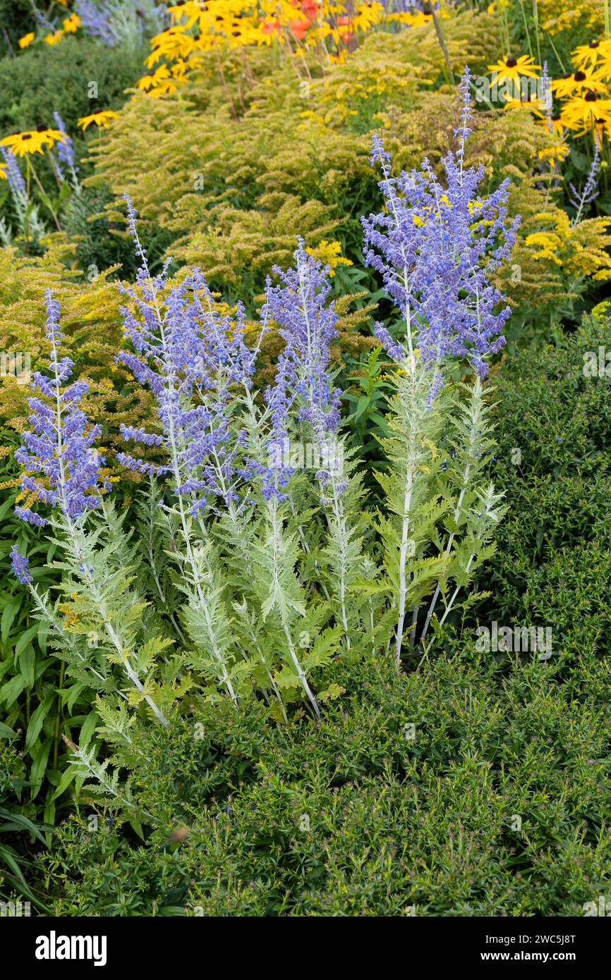 Perovskia 'Blue Spire' a late summer flowering plant with a blue purple summertime flower in July and August and commonly known as Russian Sage, stock Stock Photo