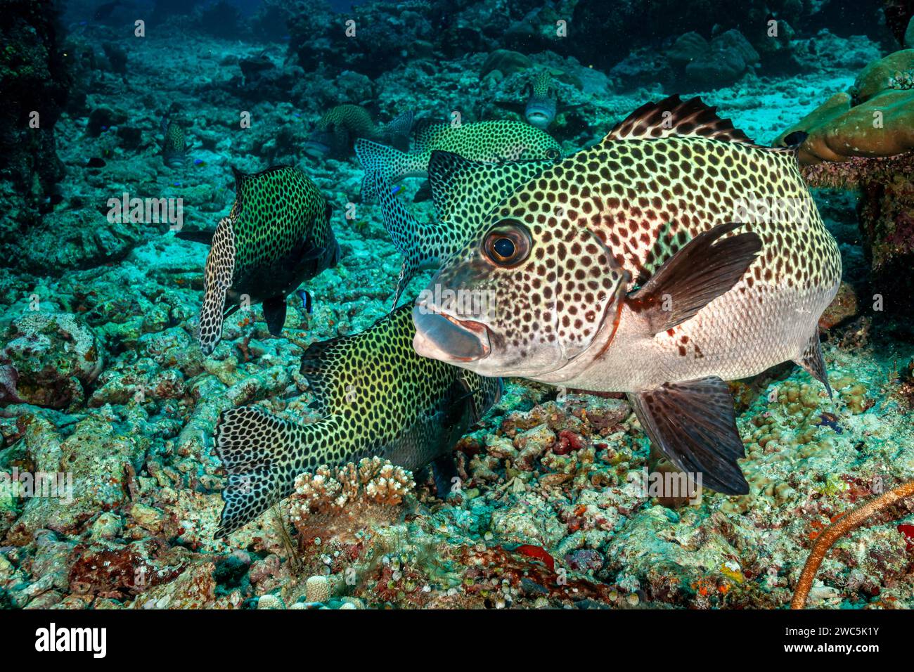 Malaysia, Sabah, Sipadan, Many-spotted sweetlips, Plectorhinchus chaetodonoides Stock Photo