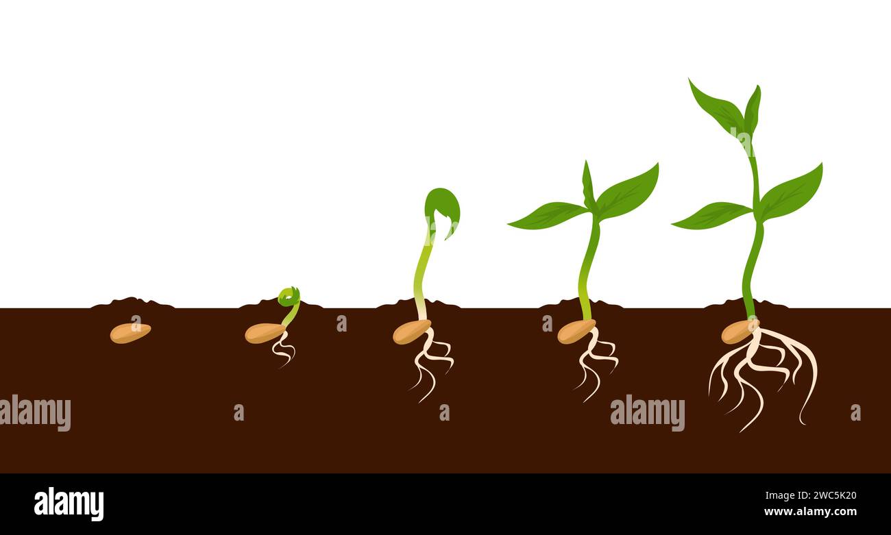 Growing plant. Sprout growth process. Steps sequence of germinating seeds for seedlings. Development cycle of vegetables in nature, appearance of root Stock Vector