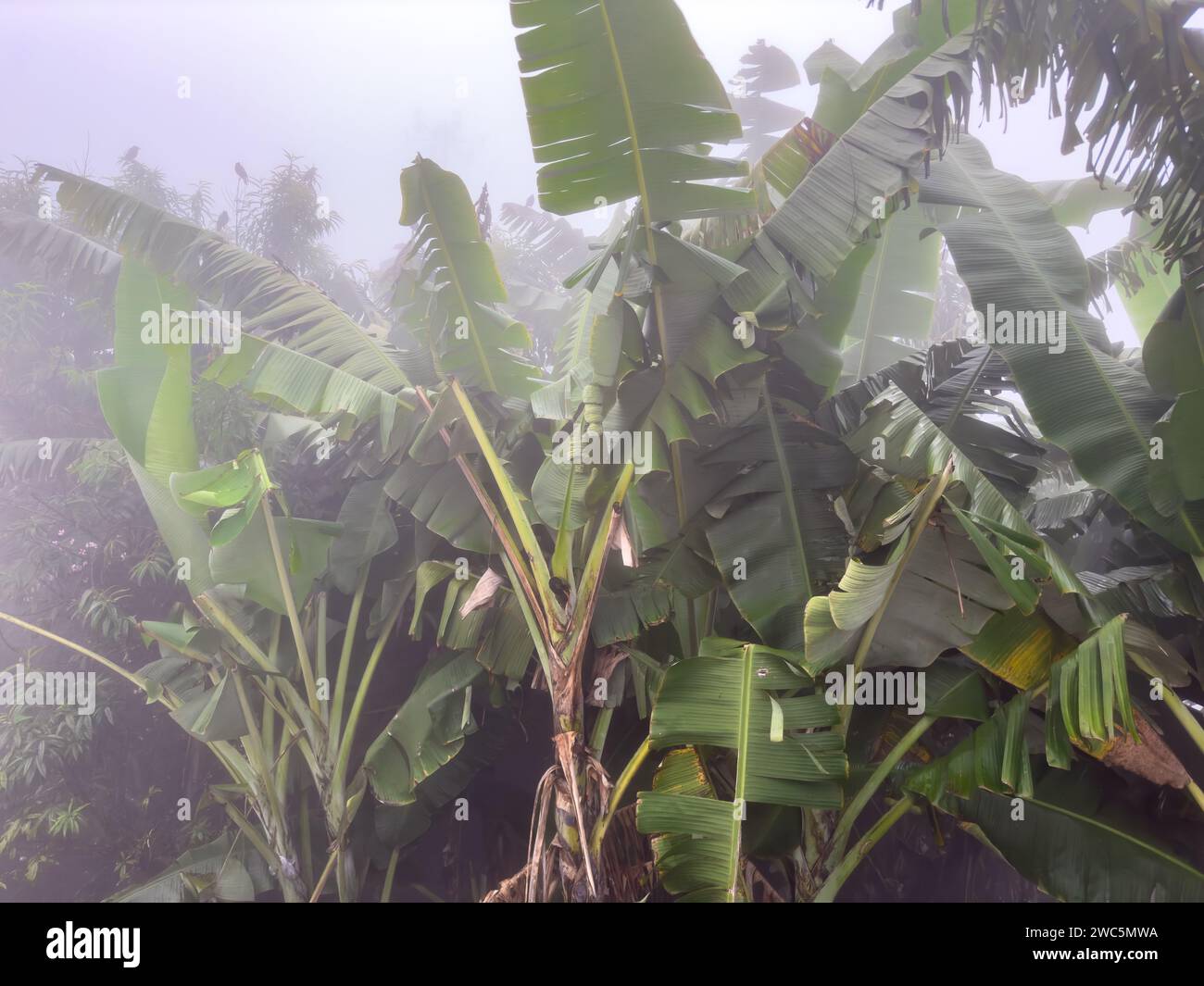 View of banana trees in a plantation, Poombarai, Tamil Nadu, India
