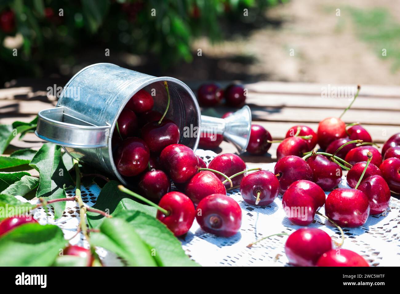 Ripe juicy cherry berry in small tin can on lace napkin on table in ...