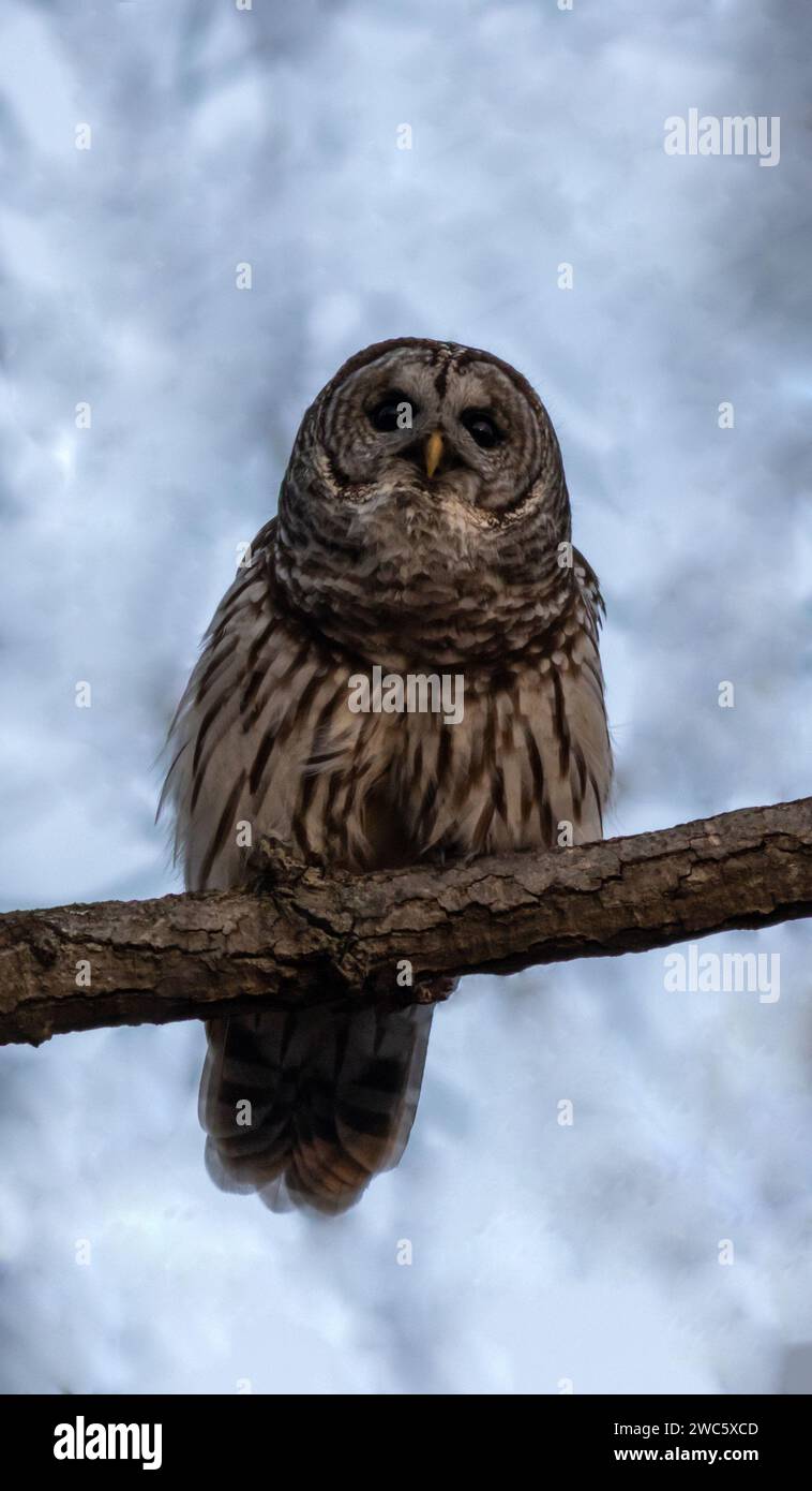 Barred Owl, Strix varia, perched on branch gazing down at camera in early winter with mottled light blue background before dusk Stock Photo