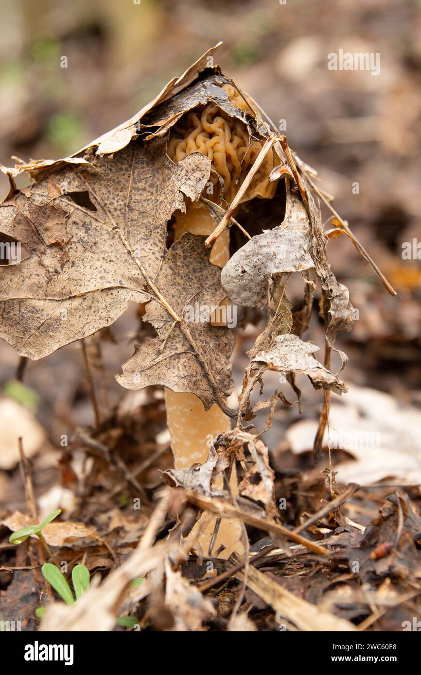 Morchella, the true morels, is a genus of edible sac fungi with exotic