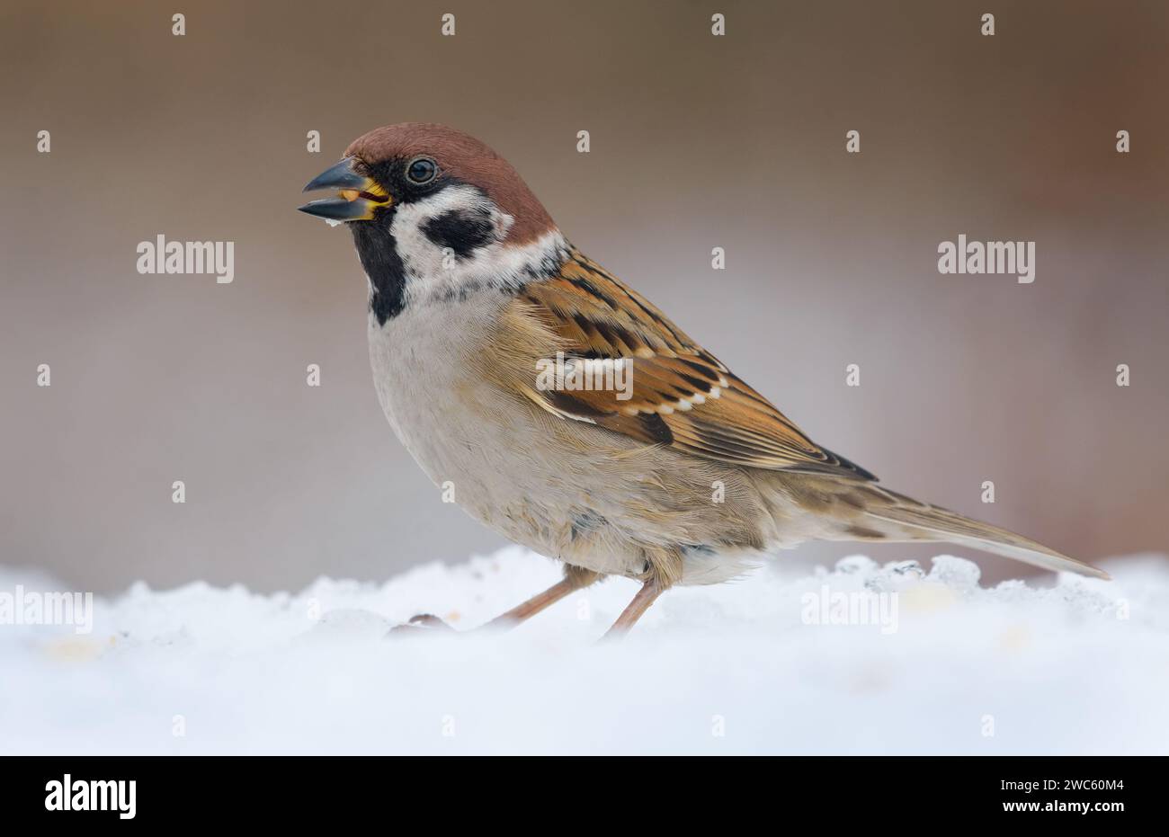 Adult eurasian tree sparrow (passer montanus) posing in snow for a portrait in winter cold spell Stock Photo