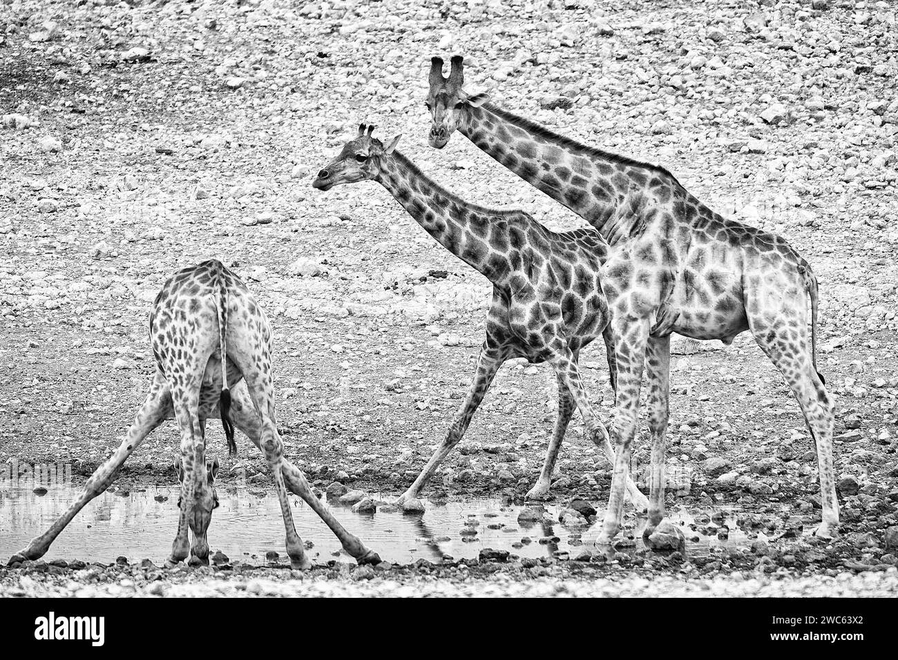 Angolan giraffe (Giraffa angolensis), drinking, drinking, animal, ungulate, black and white, monochrome, bw, Namutoni waterhole, Etosha National Stock Photo