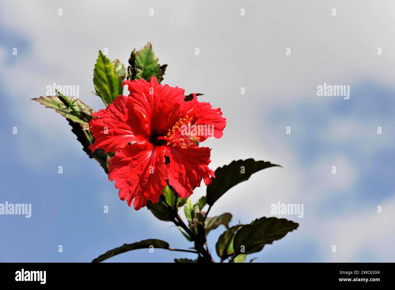 National flower of cuba hi-res stock photography and images - Alamy