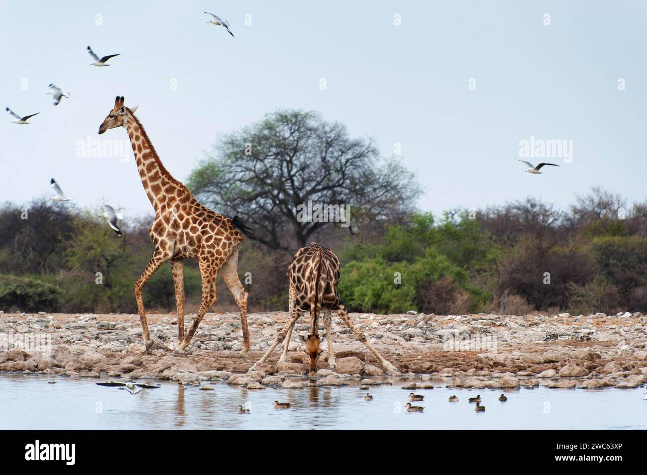 Angolan giraffe (Giraffa angolensis), drinking, drinking, animal, ungulate, Namutoni waterhole, Etosha National Park, Namibia Stock Photo