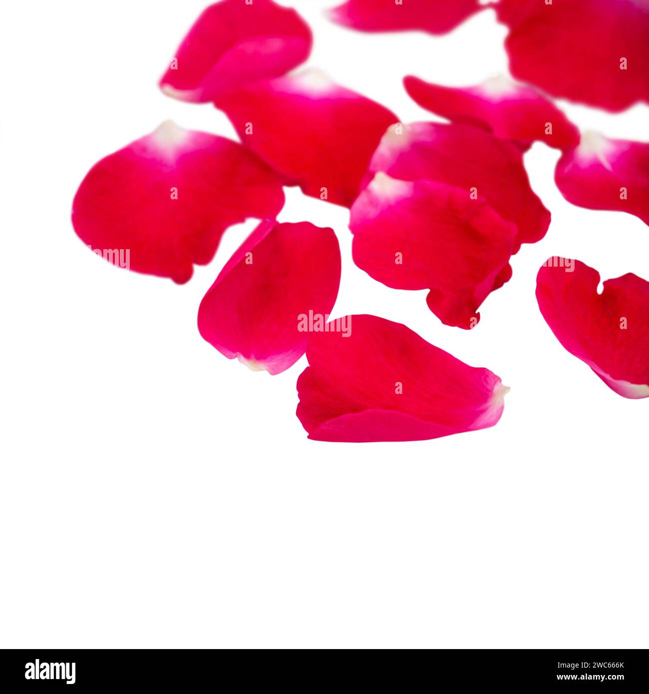 Red rose petals heap isolated on white. Shallow focus.Flower gift card for Saint Valentine's day. Love, affection and passion romantic floral blurred Stock Photo