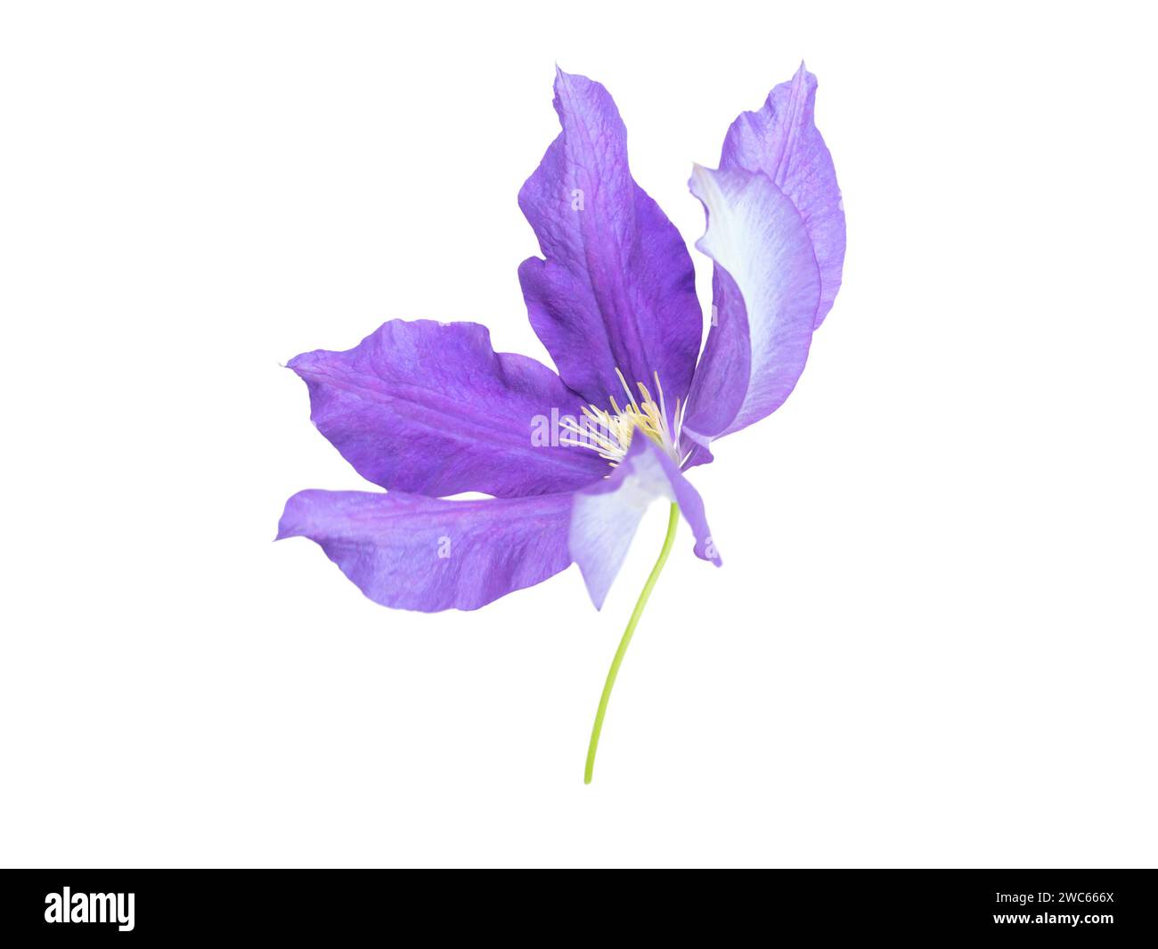 Purple clematis flower closeup isolated on white. Shallow focus. Clematis jackmanii bloom sway in the wind side view. Stock Photo