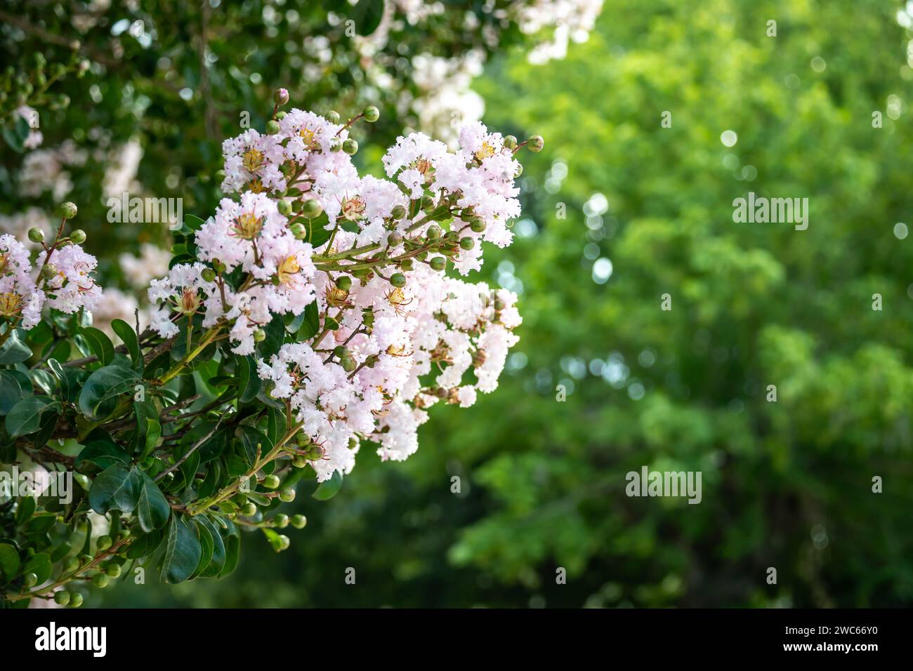Light pink flowers of Lagerstroemia Indica. Commonly called Jupiter tree. Stock Photo