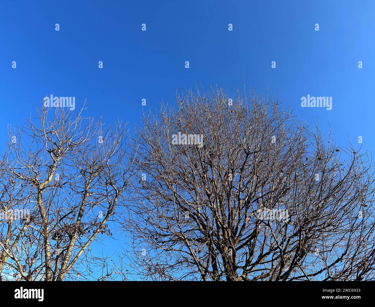 Leafless tree branches in winter on blue sky, copy space Stock Photo