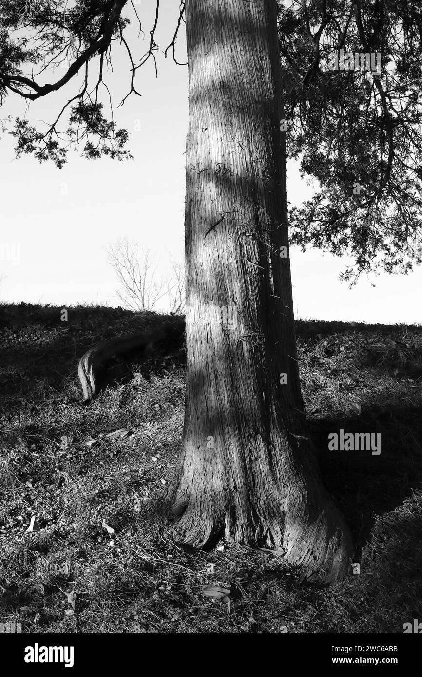 Solitary Tree Art With Shadowed and Detailed Bark Stock Photo