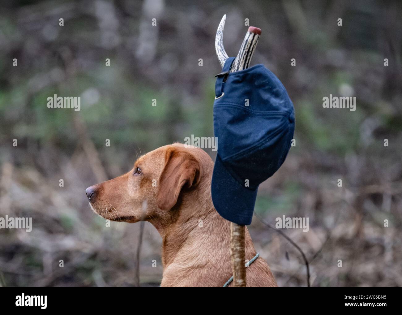 Fox Red Labrador posing on a shoot day Stock Photo