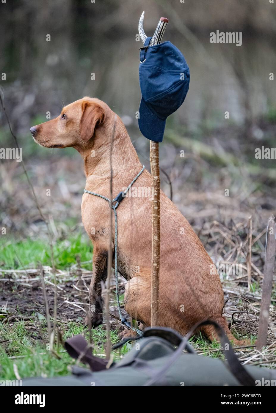 Fox Red Labrador posing on a shoot day Stock Photo