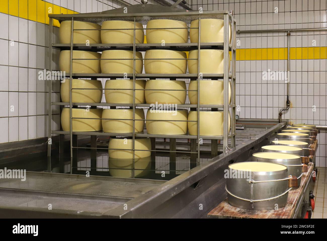 Modena, Emilia Romagna, Italy, January 2024, phases of the processing of Parmigiano Reggiano cheese, a typical dairy product famous Stock Photo