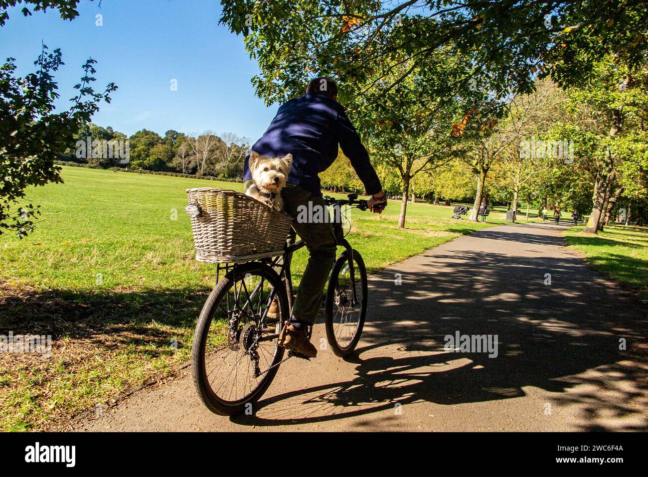 A West Highland Terrier rides as a passenger on a bike with its owner Stock Photo