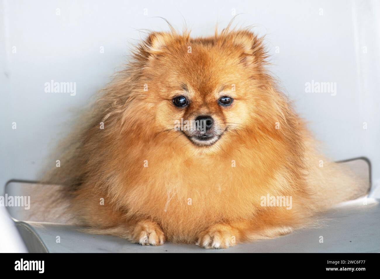 A well behaved, smiling Pomeranian dog sits in a restauant Stock Photo
