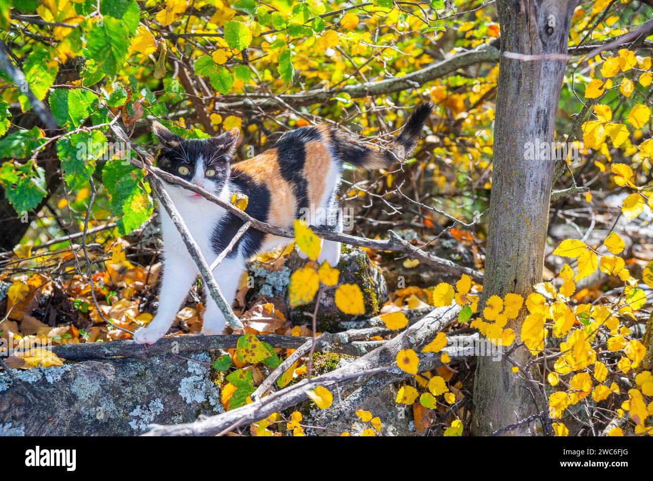 Calico kitten in nature. Stock Photo